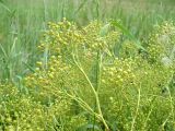 Crambe tataria