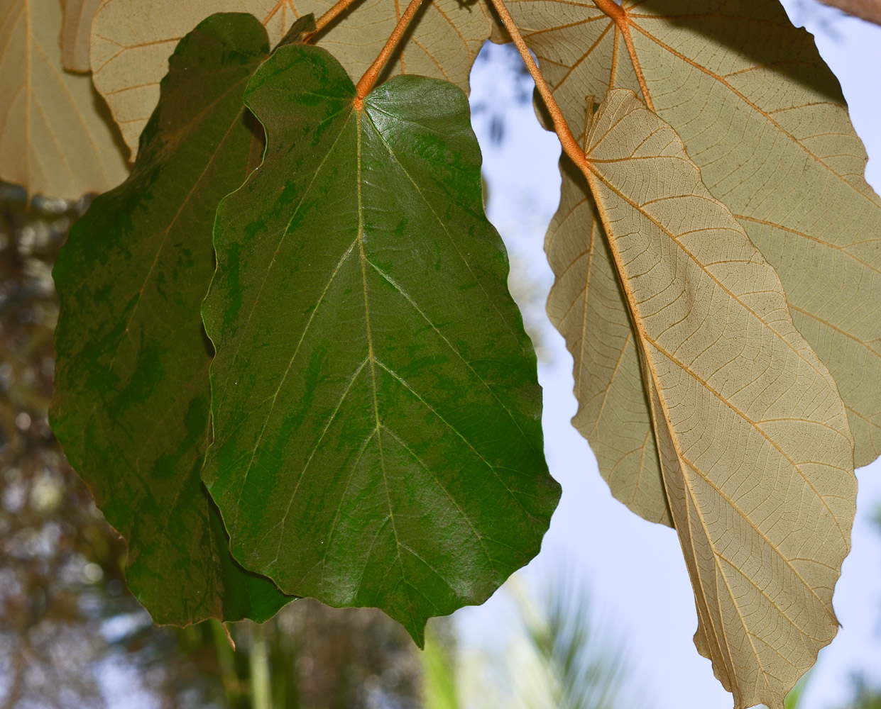 Image of Pterospermum acerifolium specimen.