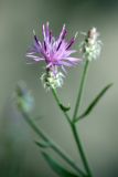 Centaurea pseudosquarrosa