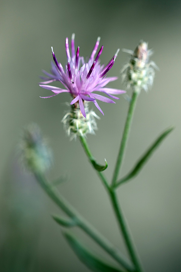 Изображение особи Centaurea pseudosquarrosa.