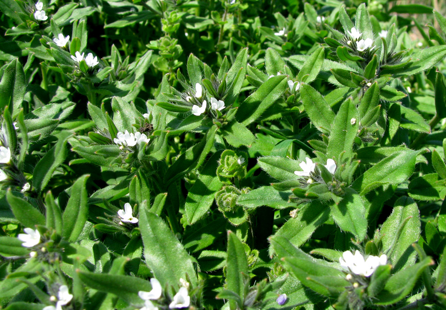 Image of Buglossoides arvensis specimen.