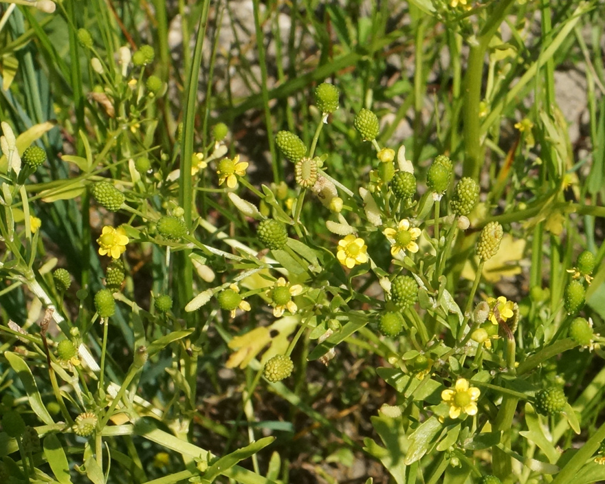 Изображение особи Ranunculus sceleratus.