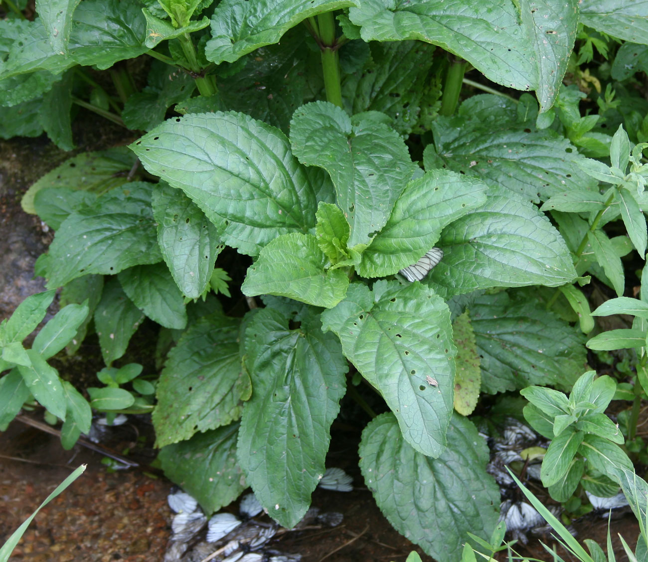 Image of Scrophularia umbrosa specimen.