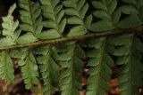 Polystichum aculeatum