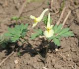 Corydalis bracteata