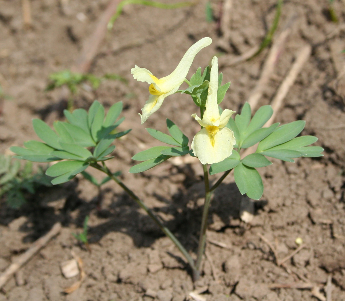 Изображение особи Corydalis bracteata.