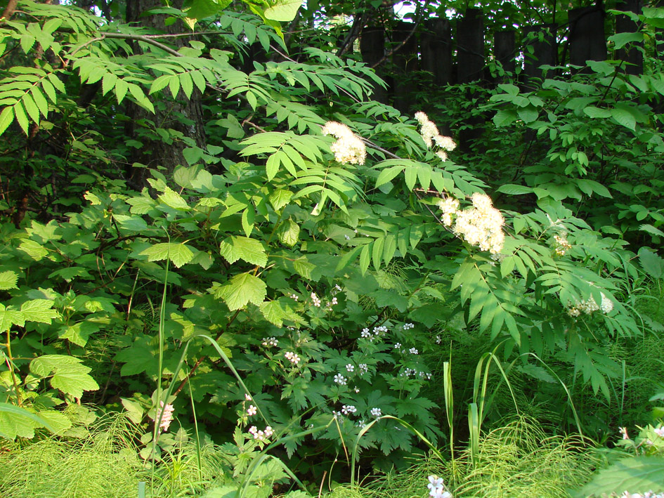 Изображение особи Sorbus sibirica.