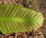 Phyllitis scolopendrium