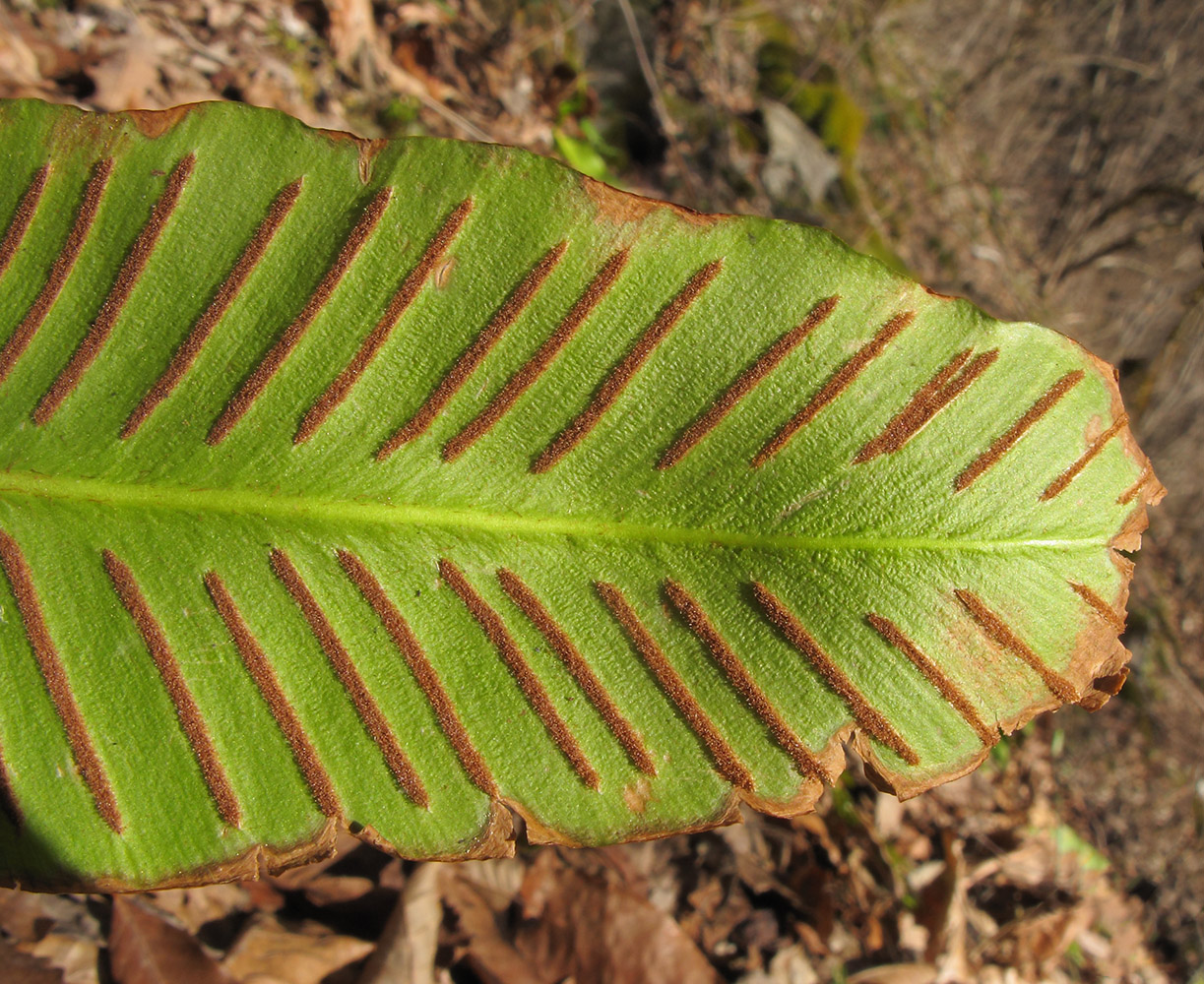 Изображение особи Phyllitis scolopendrium.