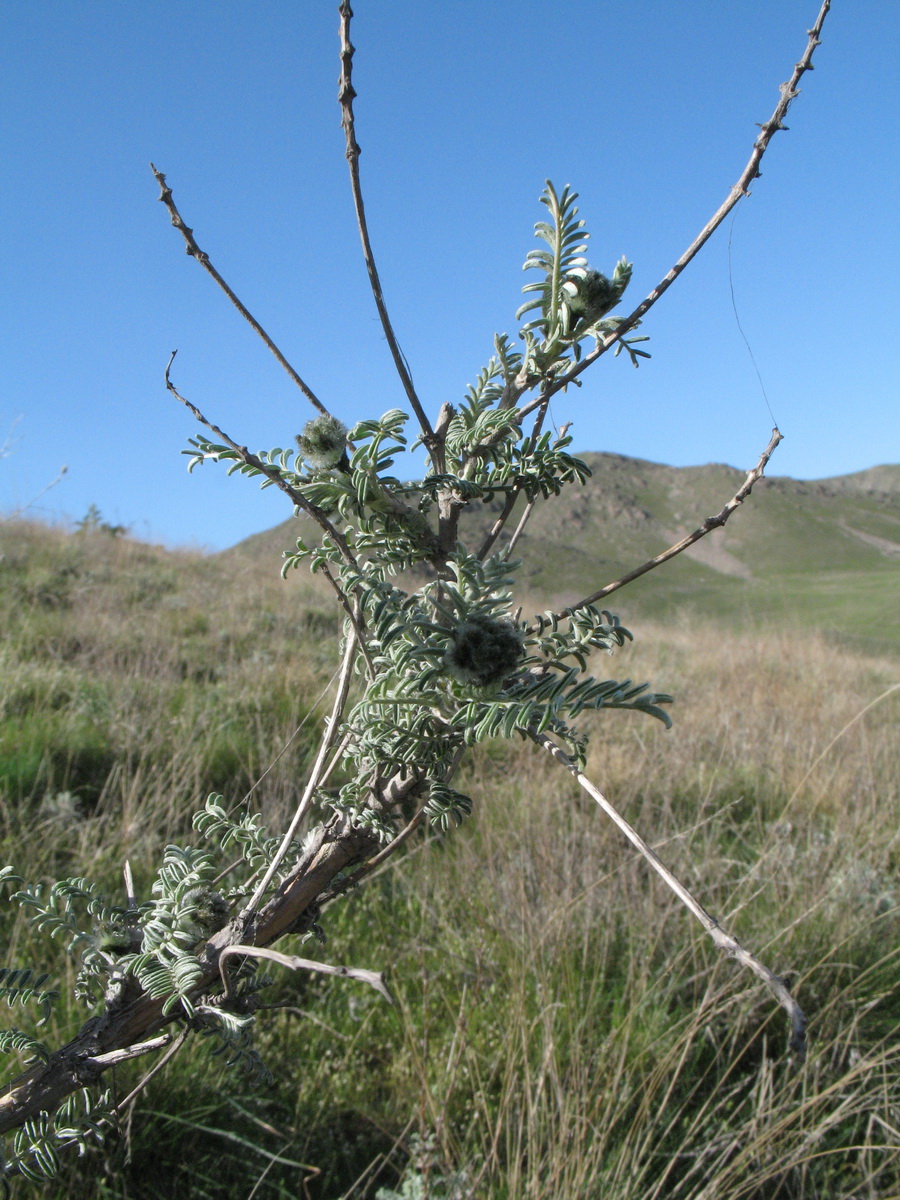 Изображение особи Astragalus neolipskyanus.