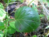 Pyrola incarnata