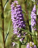 Dactylorhiza baltica