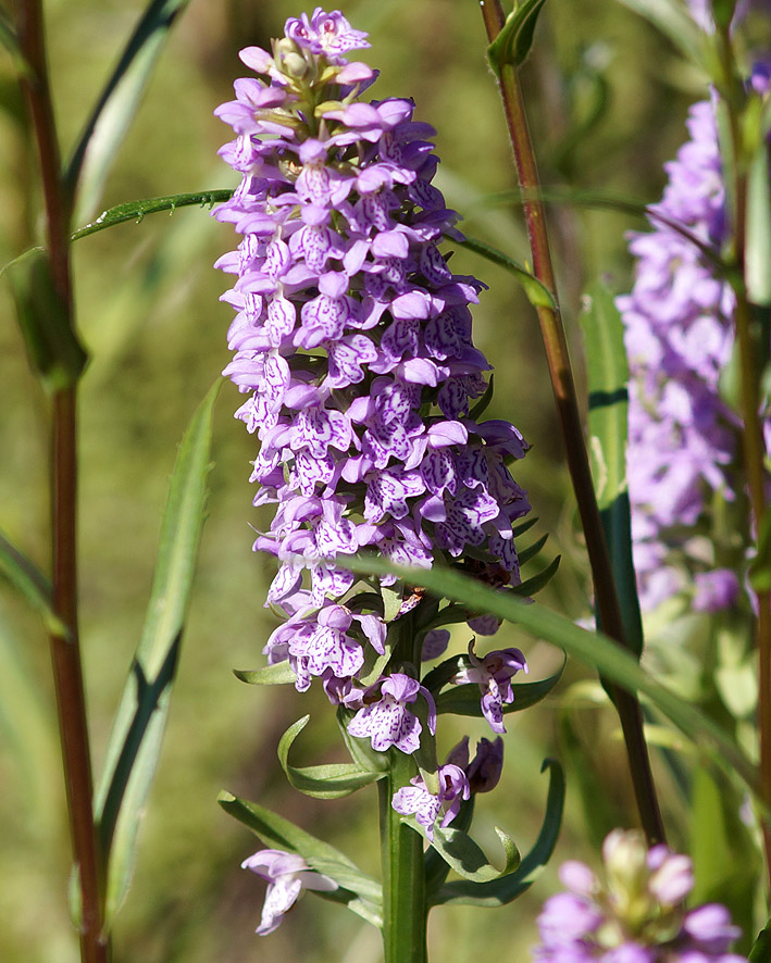 Изображение особи Dactylorhiza baltica.