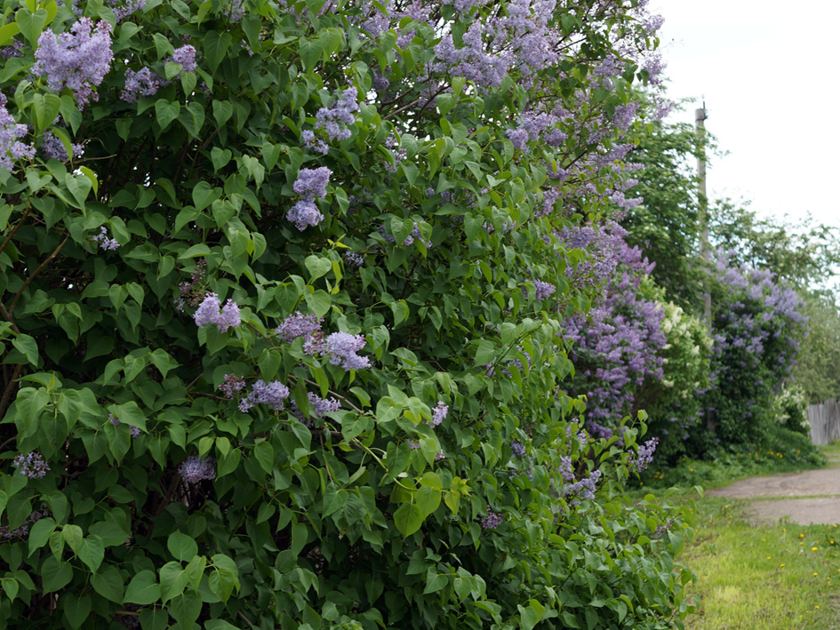 Изображение особи Syringa vulgaris.