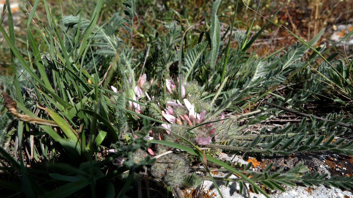Image of Astragalus dolichophyllus specimen.