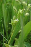 Cerastium syvaschicum. Верхушки побегов с цветками. Западный Крым, Сакский р-н, окр. пос. Новофёдоровка, побережье оз. Кызыл-Яр. 25.04.2016.