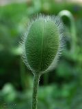 Papaver orientale