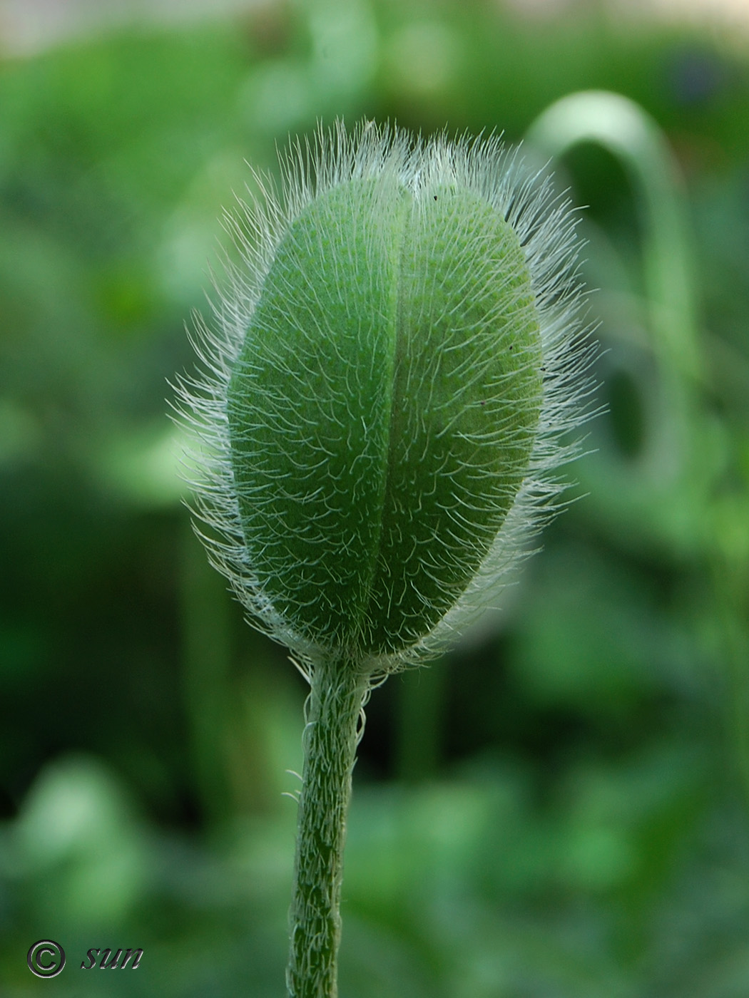 Image of Papaver orientale specimen.