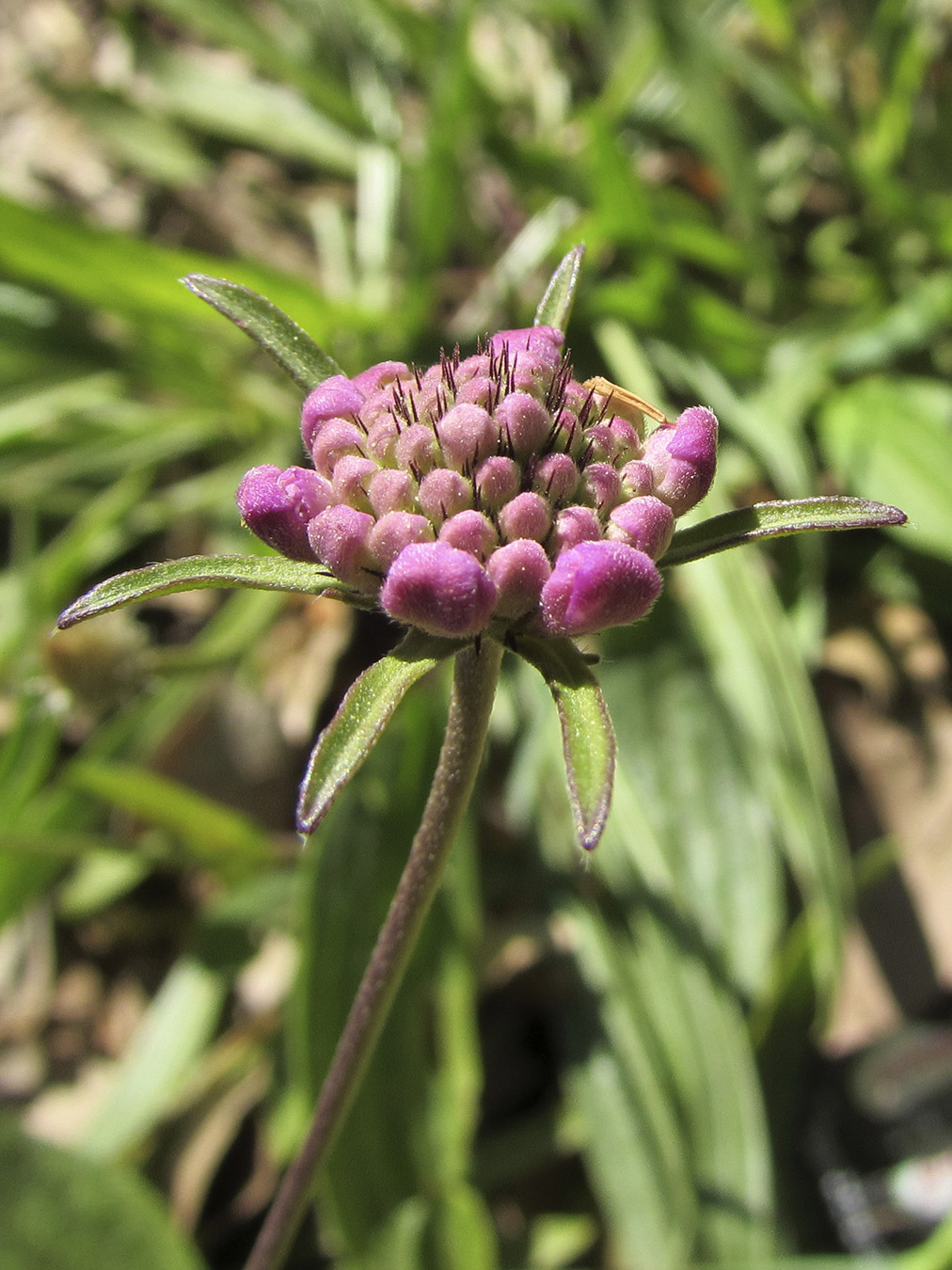 Изображение особи Scabiosa columbaria.