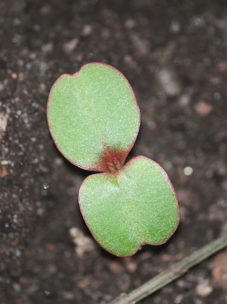 Image of Impatiens glandulifera specimen.