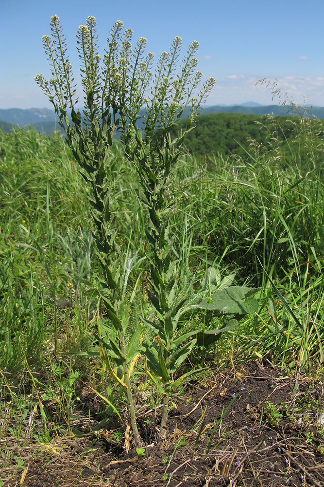 Изображение особи Lepidium campestre.