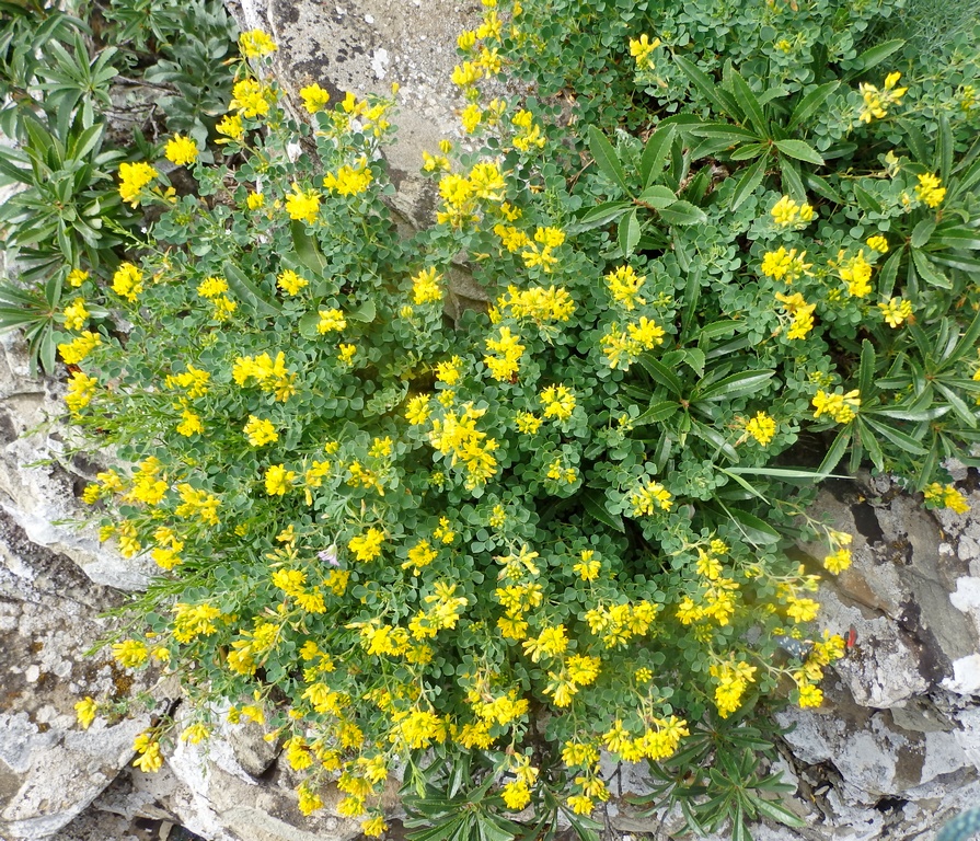 Изображение особи Melilotoides cretacea.