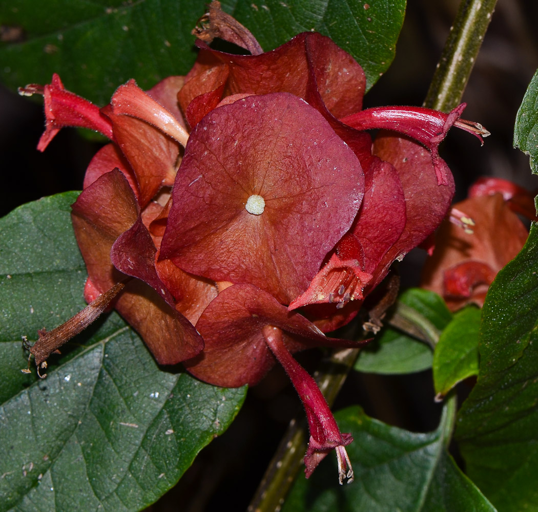 Image of Holmskioldia sanguinea specimen.
