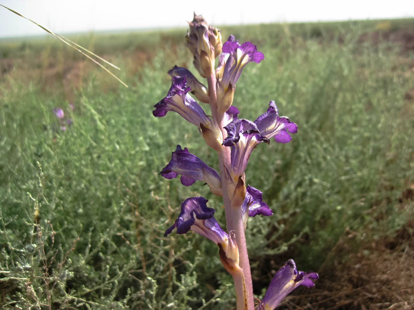 Изображение особи Orobanche amoena.