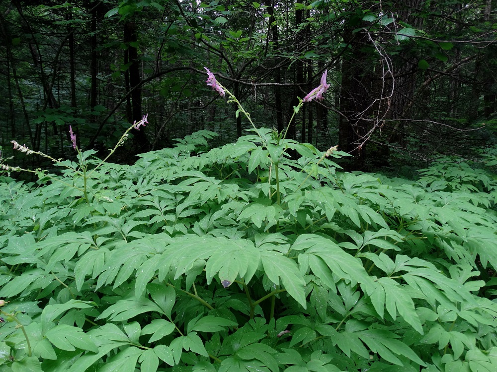 Изображение особи Corydalis gigantea.