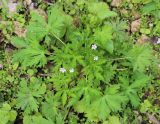 Geranium sibiricum