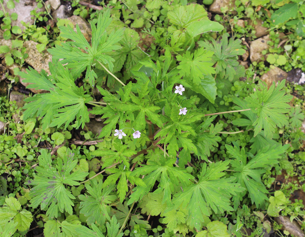 Изображение особи Geranium sibiricum.