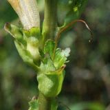 Pedicularis sceptrum-carolinum. Чашечки и прицветные листья на момент отцветания. Украина, Волынская обл., Ковельский р-н, заказник \"Любче\". 19 июля 2007 г.