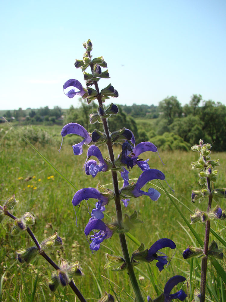 Изображение особи Salvia pratensis.