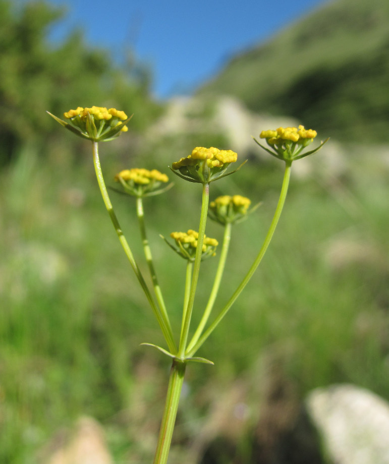 Image of Bupleurum nordmannianum specimen.