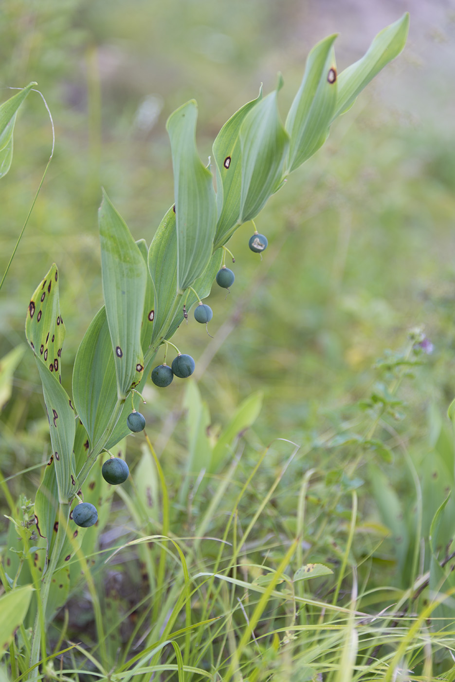 Изображение особи Polygonatum odoratum.