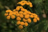 Tanacetum vulgare