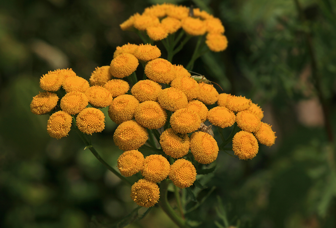 Изображение особи Tanacetum vulgare.