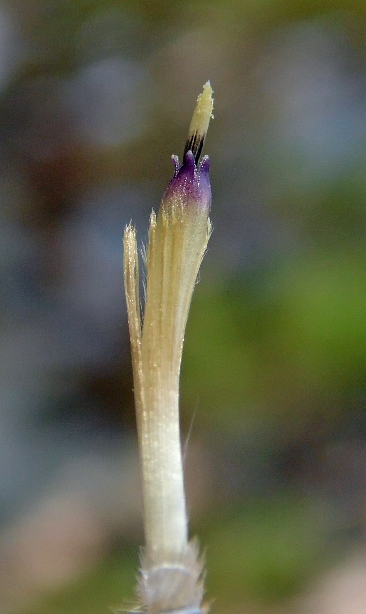 Изображение особи Carlina biebersteinii.