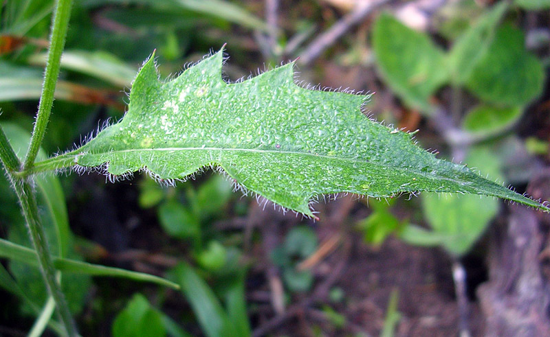 Image of genus Hieracium specimen.