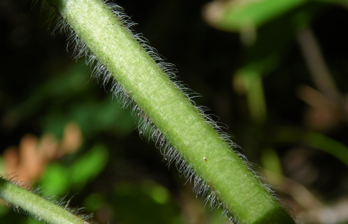 Изображение особи Salvia glutinosa.