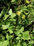 Lactuca raddeana. Часть побега с соцветиями. Приморье, окр. г. Находка, разнотравный луг. 07.09.2016.