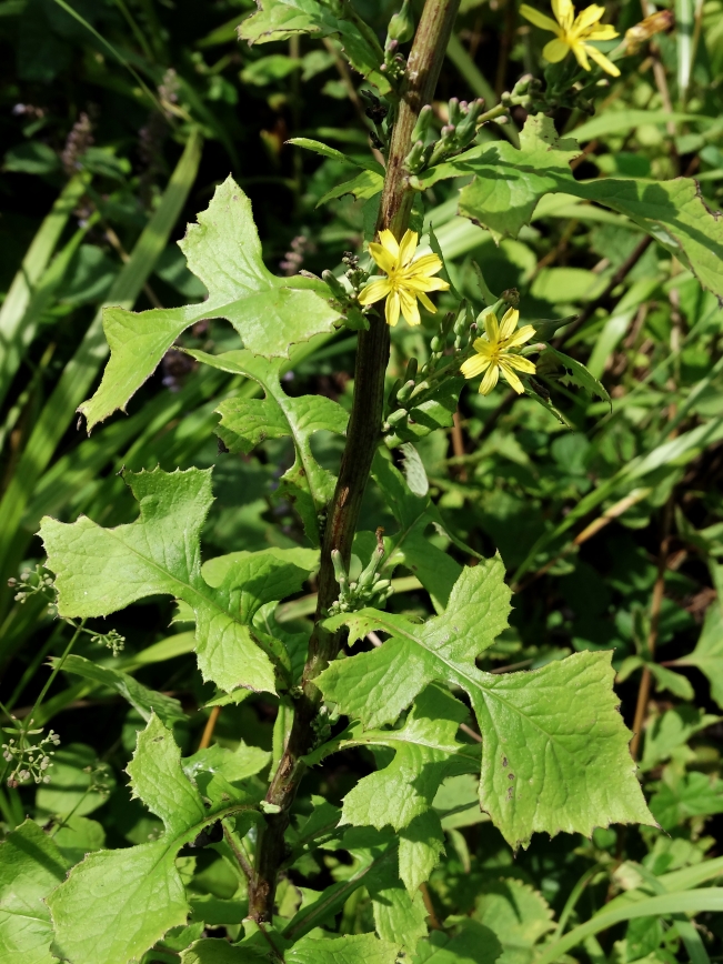Image of Lactuca raddeana specimen.