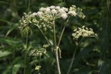 Angelica sylvestris