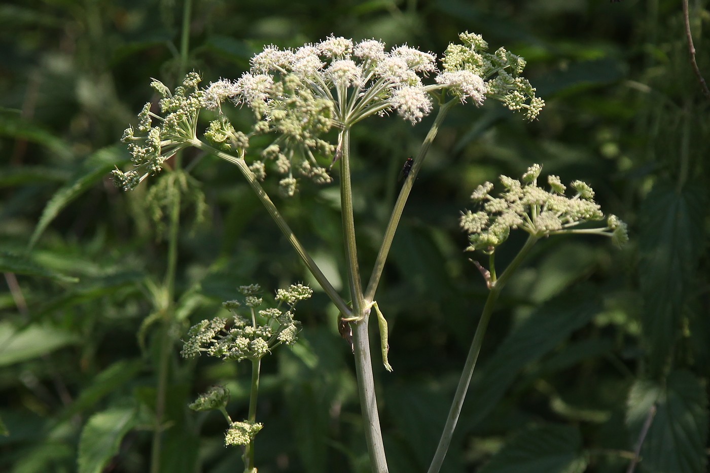 Image of Angelica sylvestris specimen.