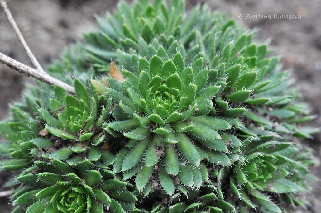 Image of Draba aizoides specimen.