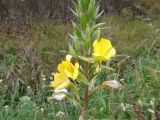 род Oenothera. Верхушка цветущего растения с мухой-журчалкой (Eristalis). Ленинградская обл., окр. пос. Кобралово, ж.-д. ст. Владимирская. 02.10.2016.