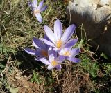 Crocus speciosus. Цветущие растения. Горный Крым, Главная гряда, Ай-Петринская яйла. 02.09.2016.