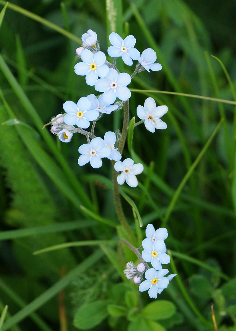 Изображение особи Myosotis imitata.