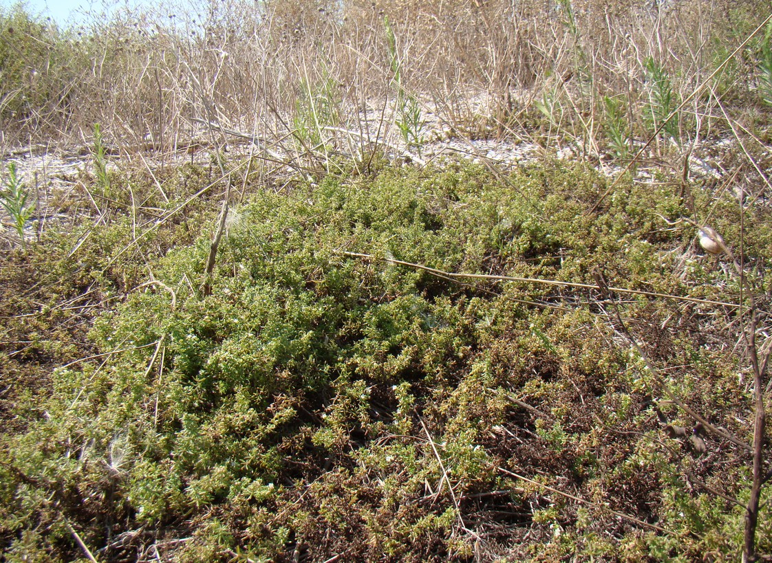 Image of Galium humifusum specimen.