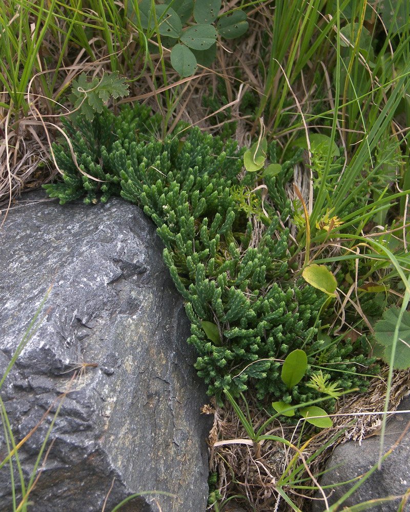 Image of Diphasiastrum alpinum specimen.